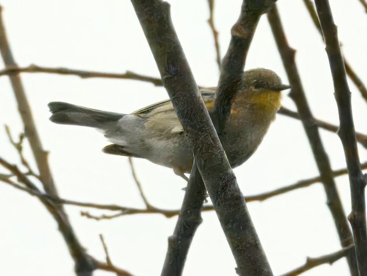 Taçlı Ötleğen (auduboni) - ML646754951