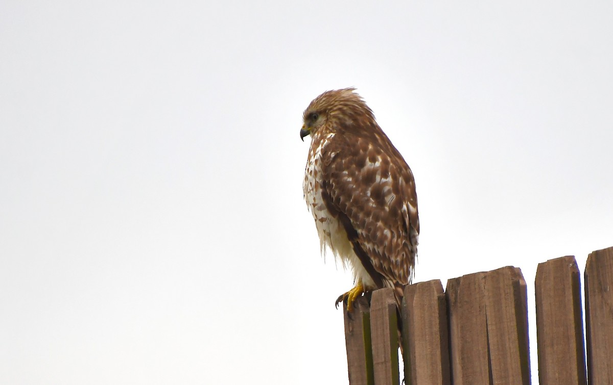 Канюк рудоплечий - ML646754954