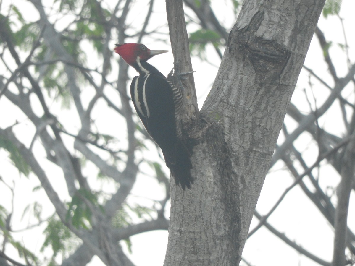 Pale-billed Woodpecker - ML646754955