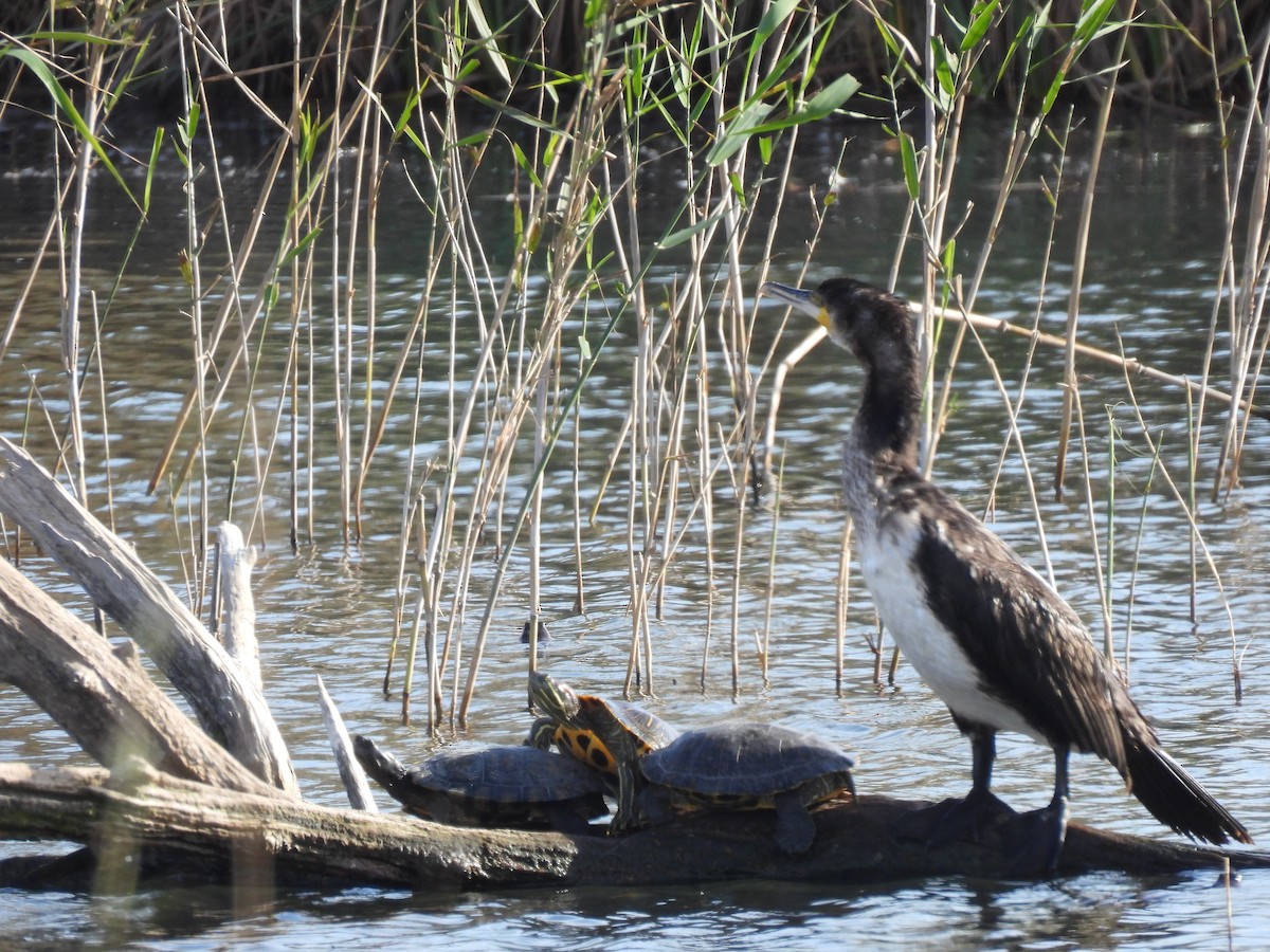 Great Cormorant - ML646754957