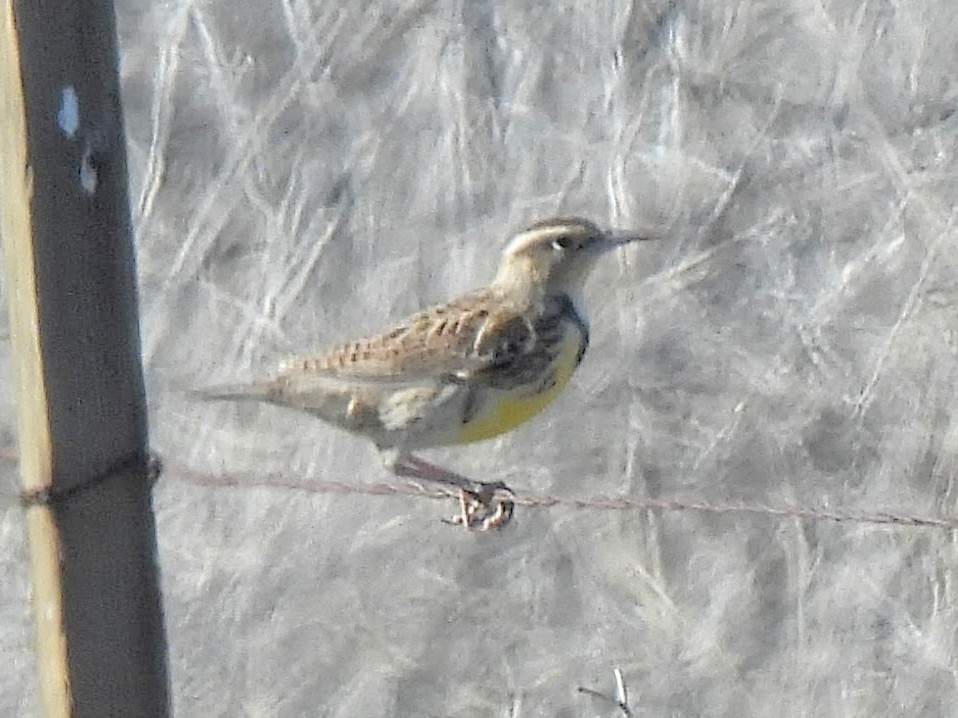 Western Meadowlark - ML646754959