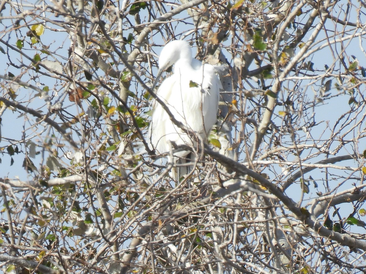 Garzetta - ML646754961