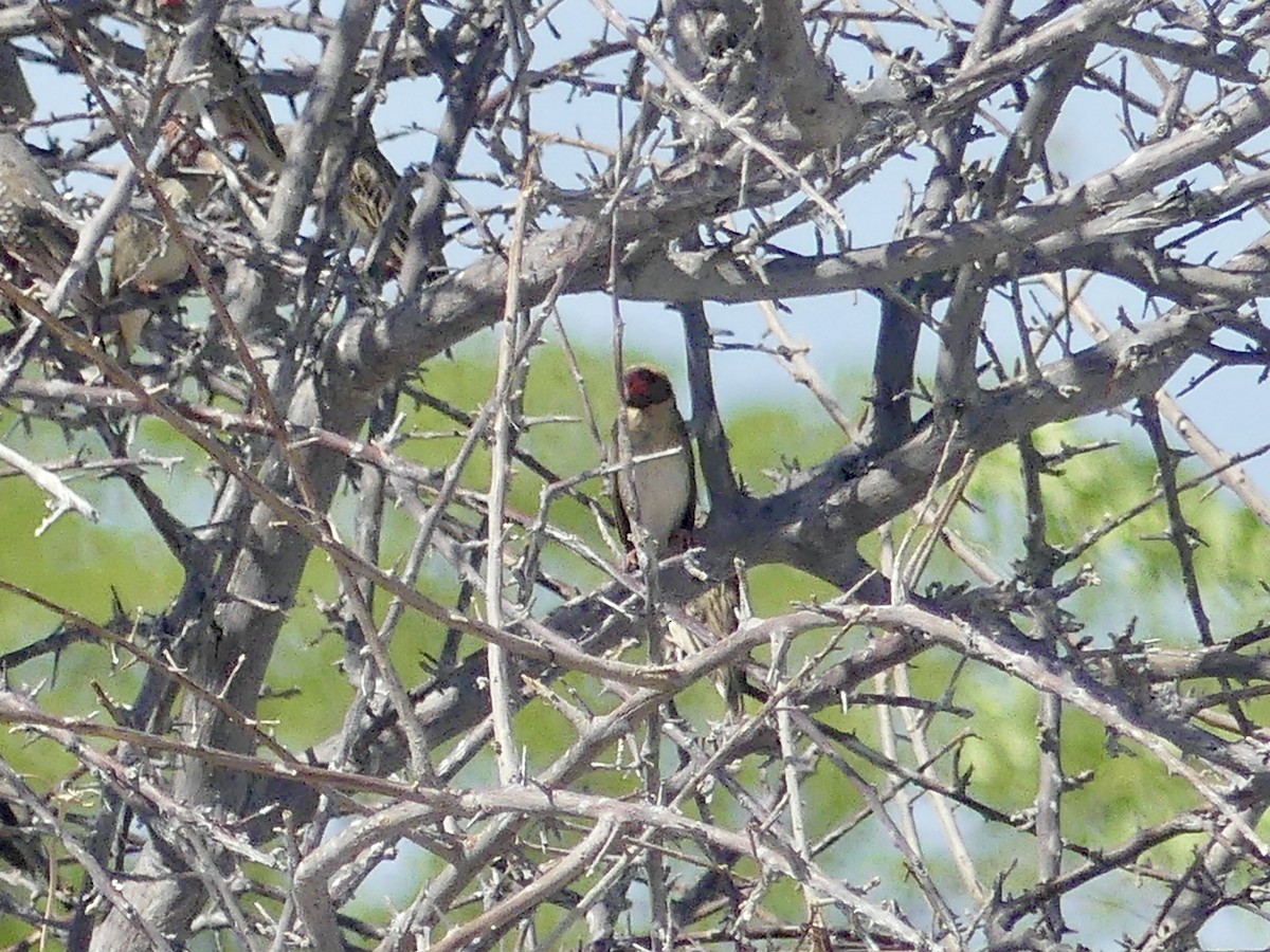 Red-billed Quelea - ML646754962