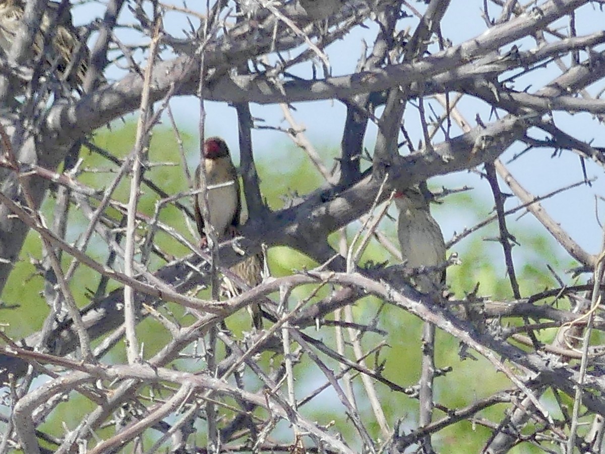 Red-billed Quelea - ML646754963
