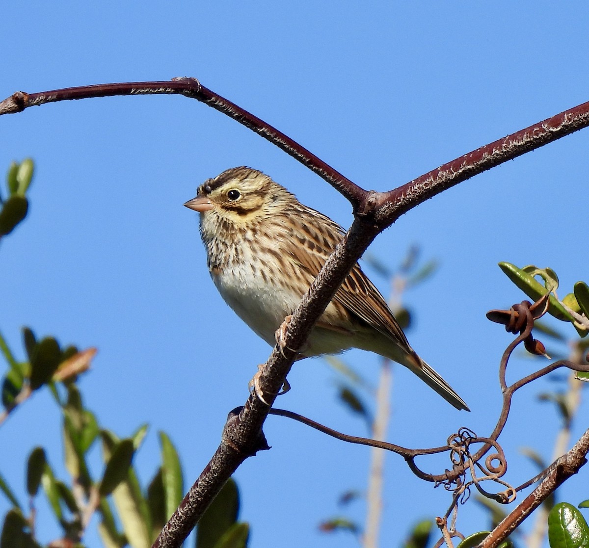 Savannah Sparrow - ML646754964