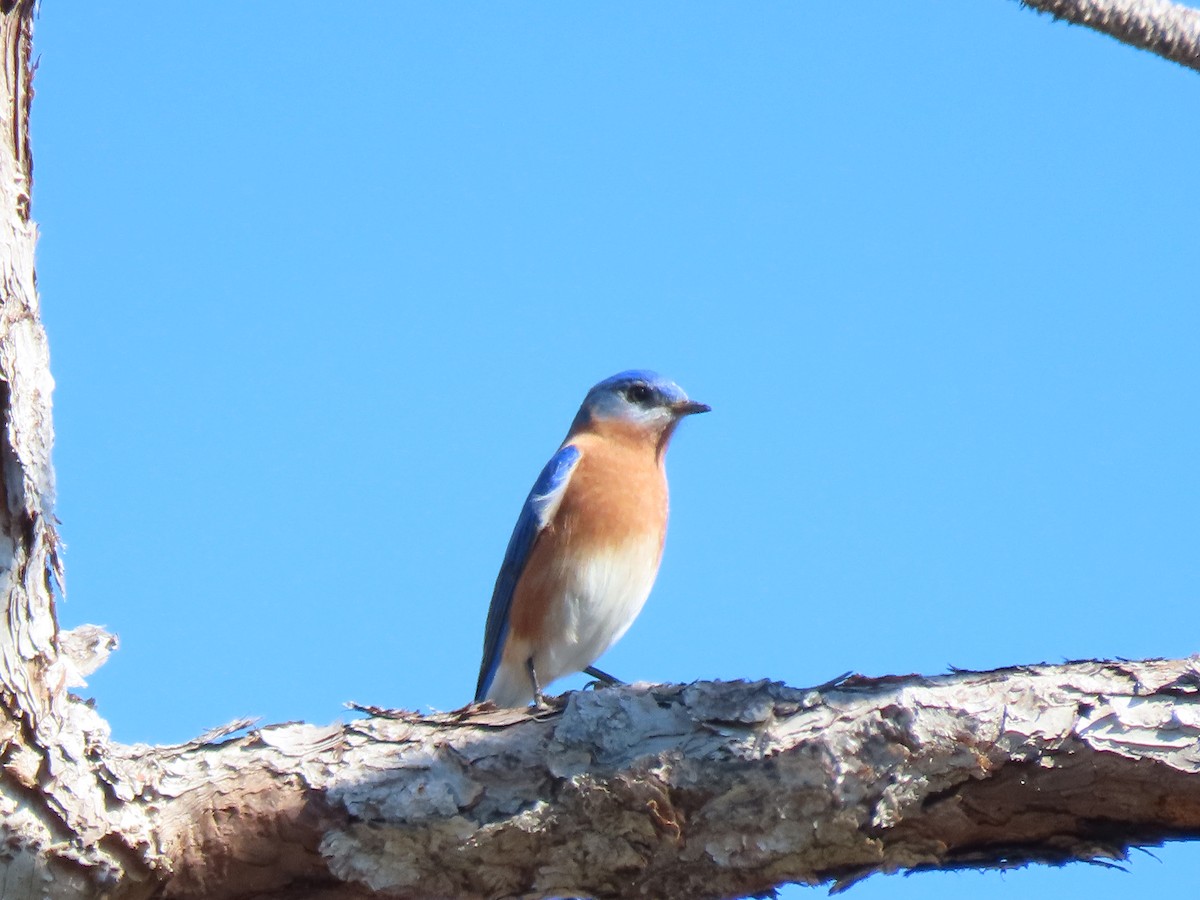 Azulejo Oriental - ML646754965