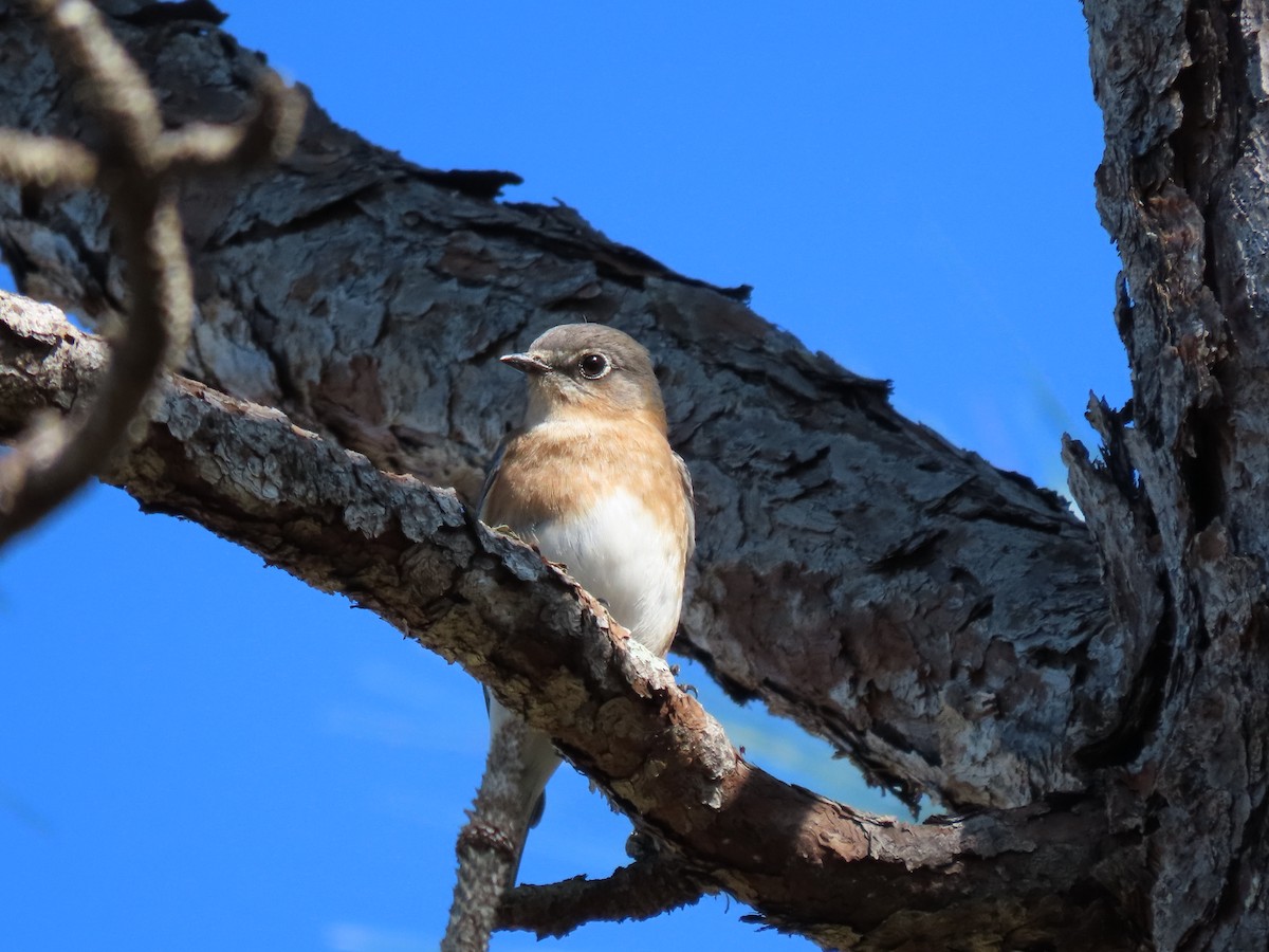 Azulejo Oriental - ML646754966