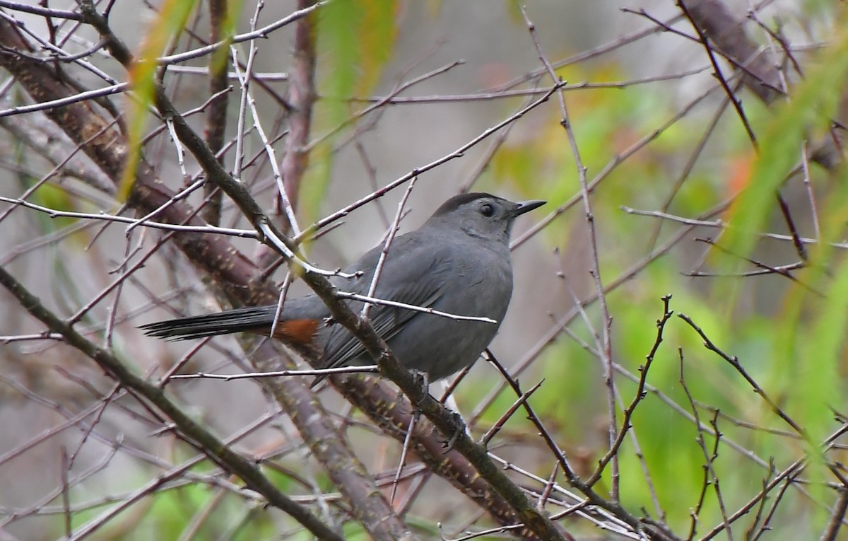 Gray Catbird - ML646754967