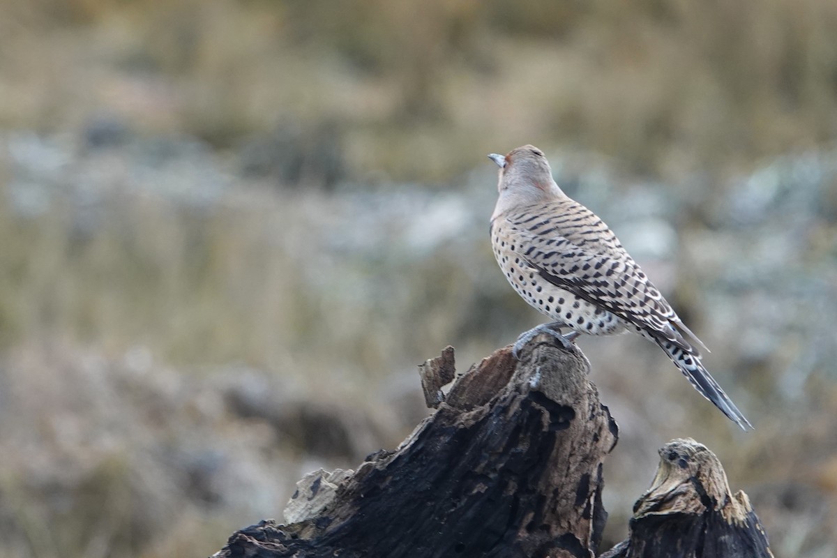 Carpintero Escapulario - ML646754972