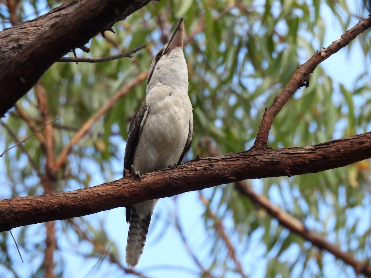 Laughing Kookaburra - ML646754973