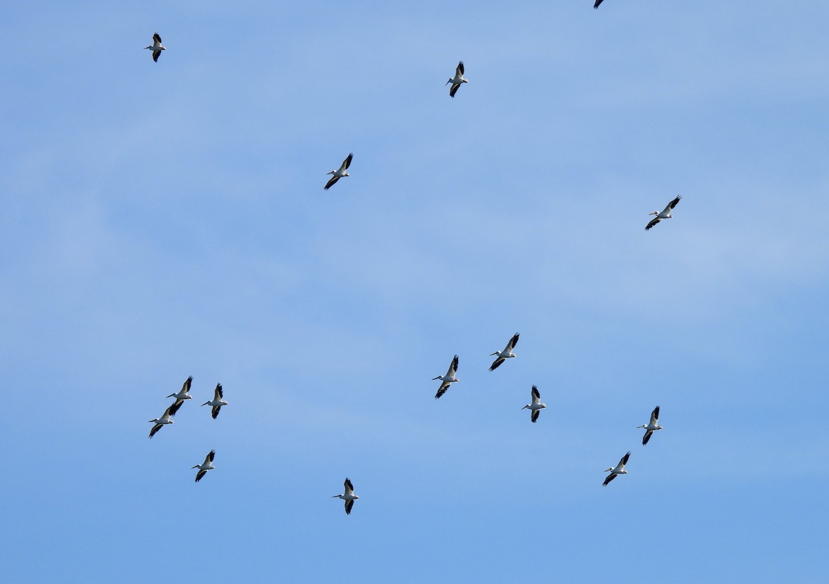 American White Pelican - ML646754974