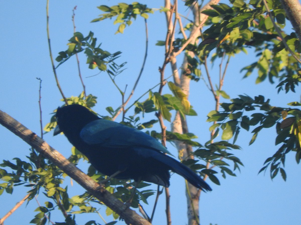 San Blas Jay - ML646754975