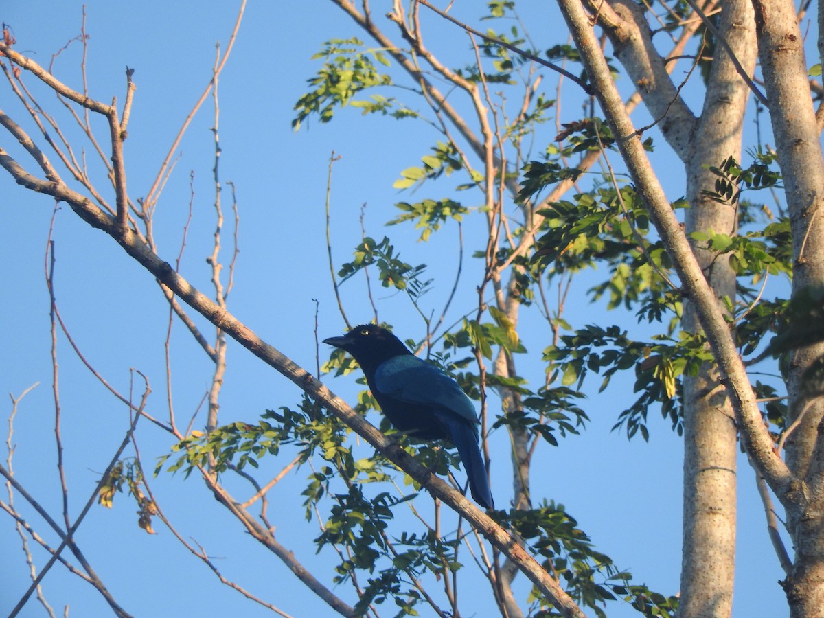 San Blas Jay - ML646754976