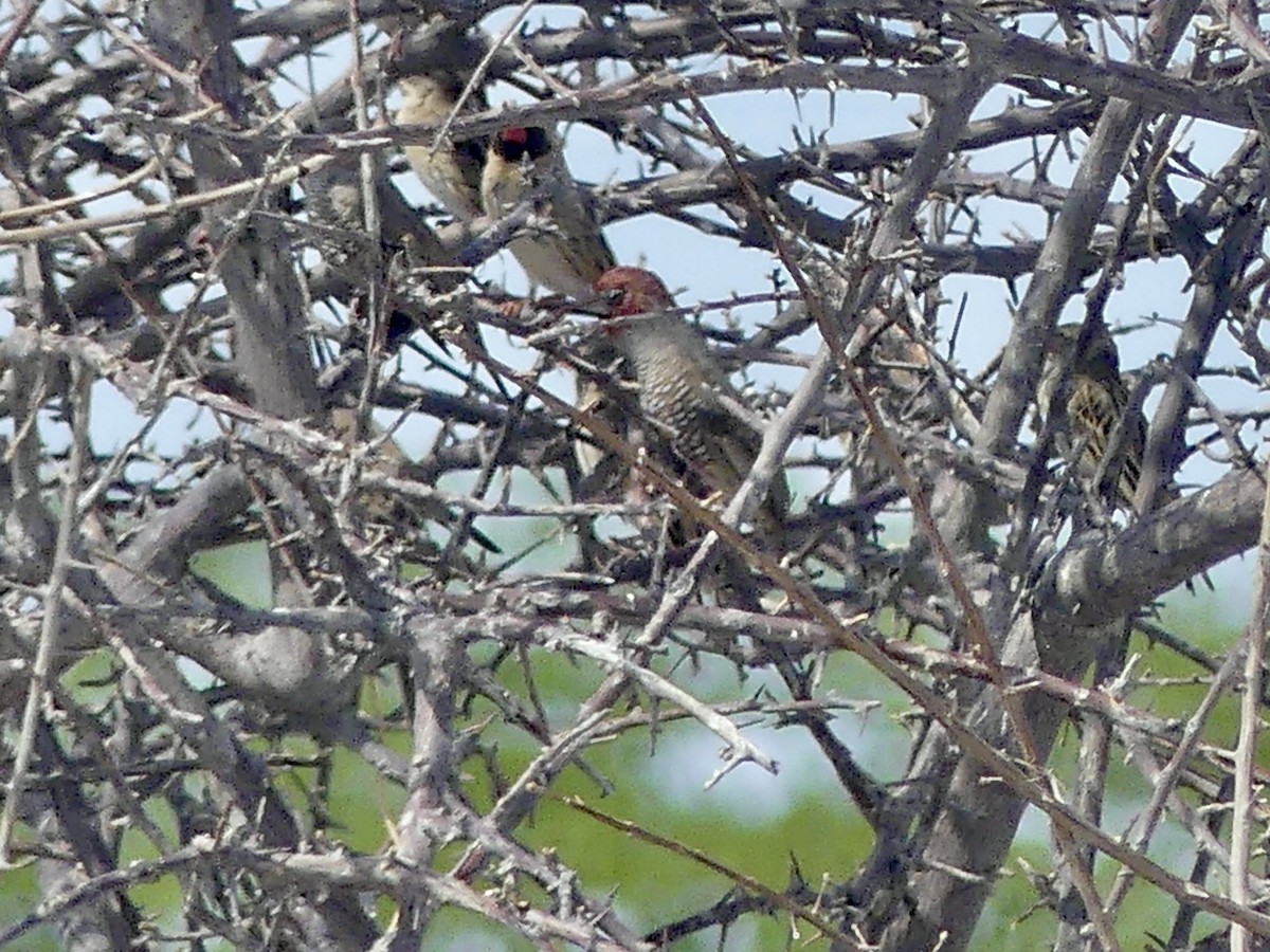 Red-headed Finch - ML646754977