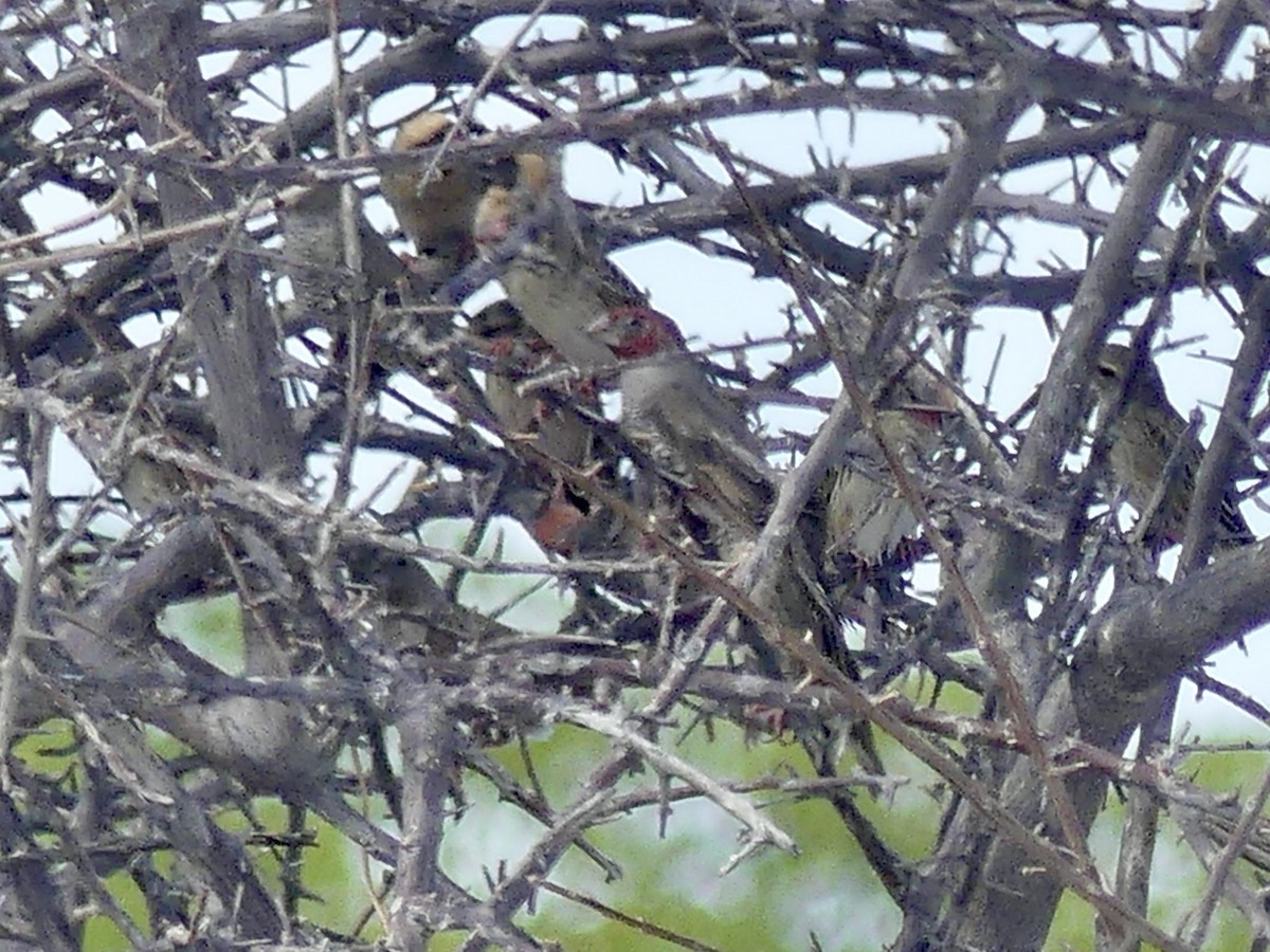 Red-headed Finch - ML646754978