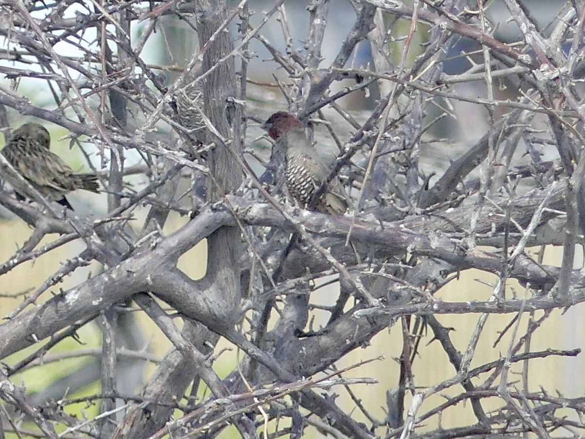 Red-headed Finch - ML646754979