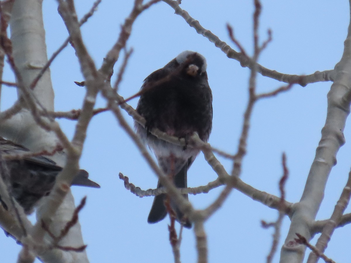 Black Rosy-Finch - ML646754980