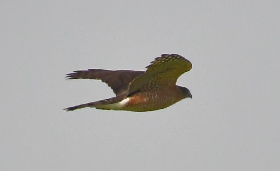 Cooper's Hawk - ML646754981