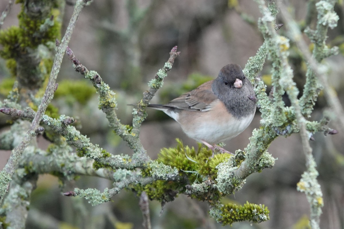 Junco Ojioscuro (de Oregón) - ML646754983