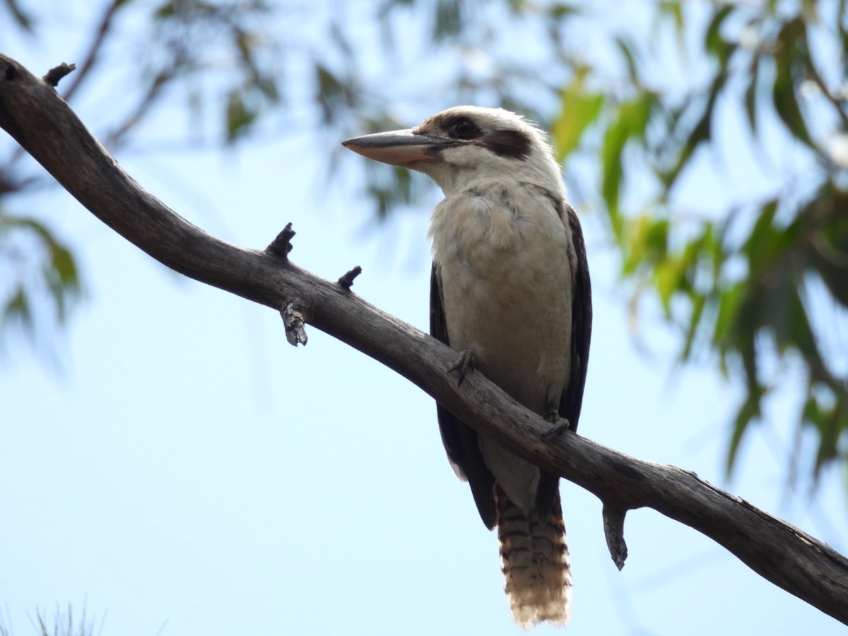 Laughing Kookaburra - ML646754984