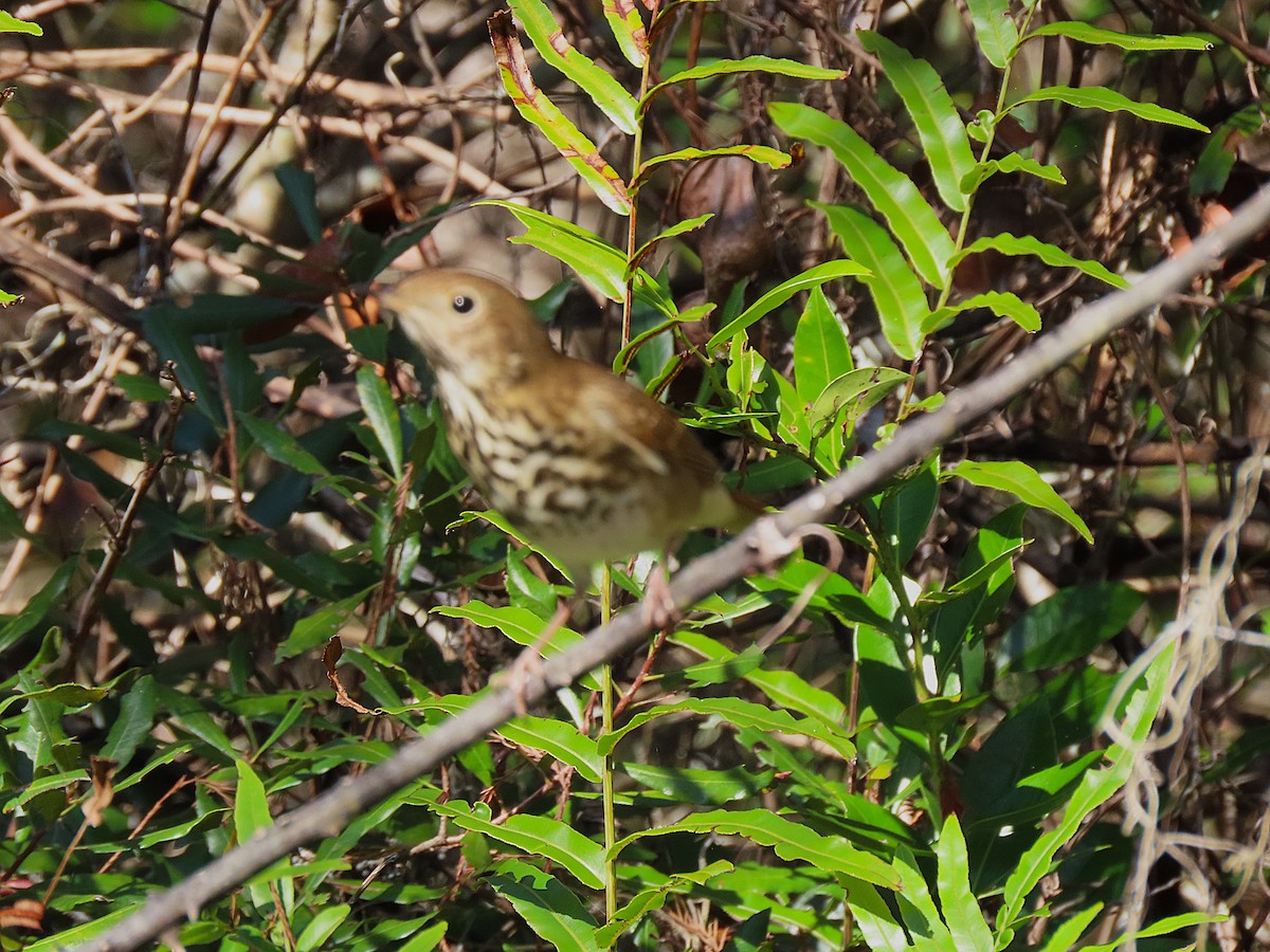 Hermit Thrush - ML646754985