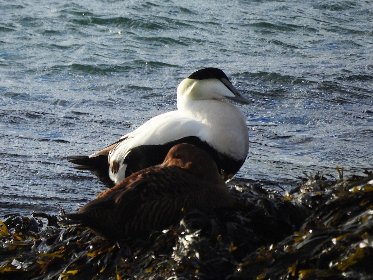 Common Eider - ML646754986