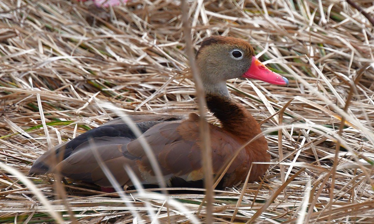 Black-bellied Whistling-Duck - ML646754988