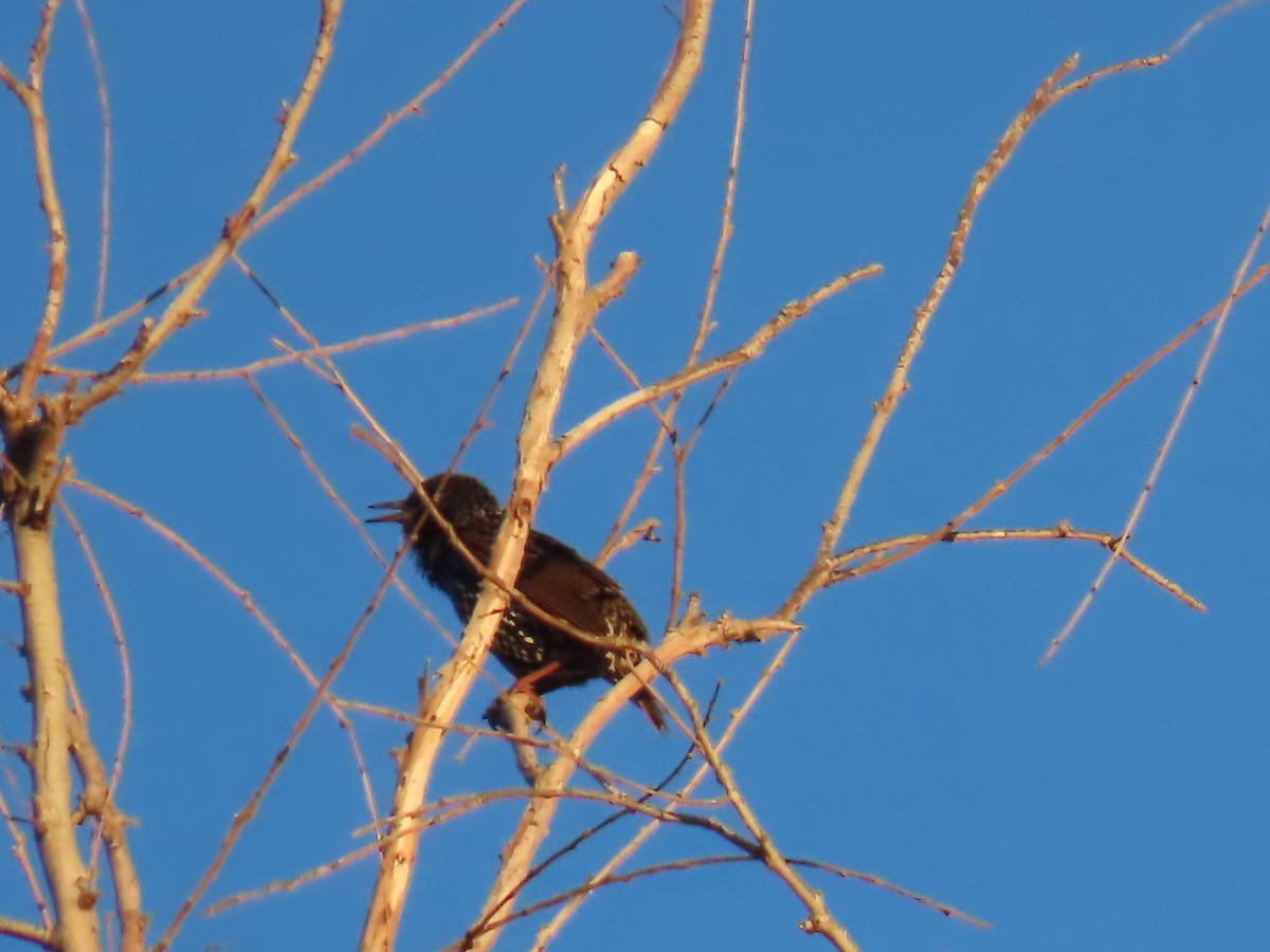 European Starling - ML646754990