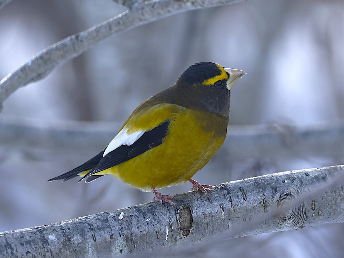 Evening Grosbeak - ML646754996