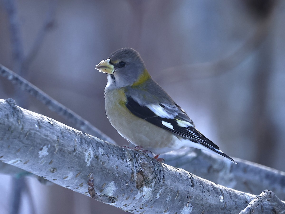 Evening Grosbeak - ML646754997