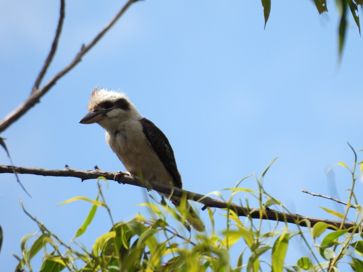 Laughing Kookaburra - ML646754998