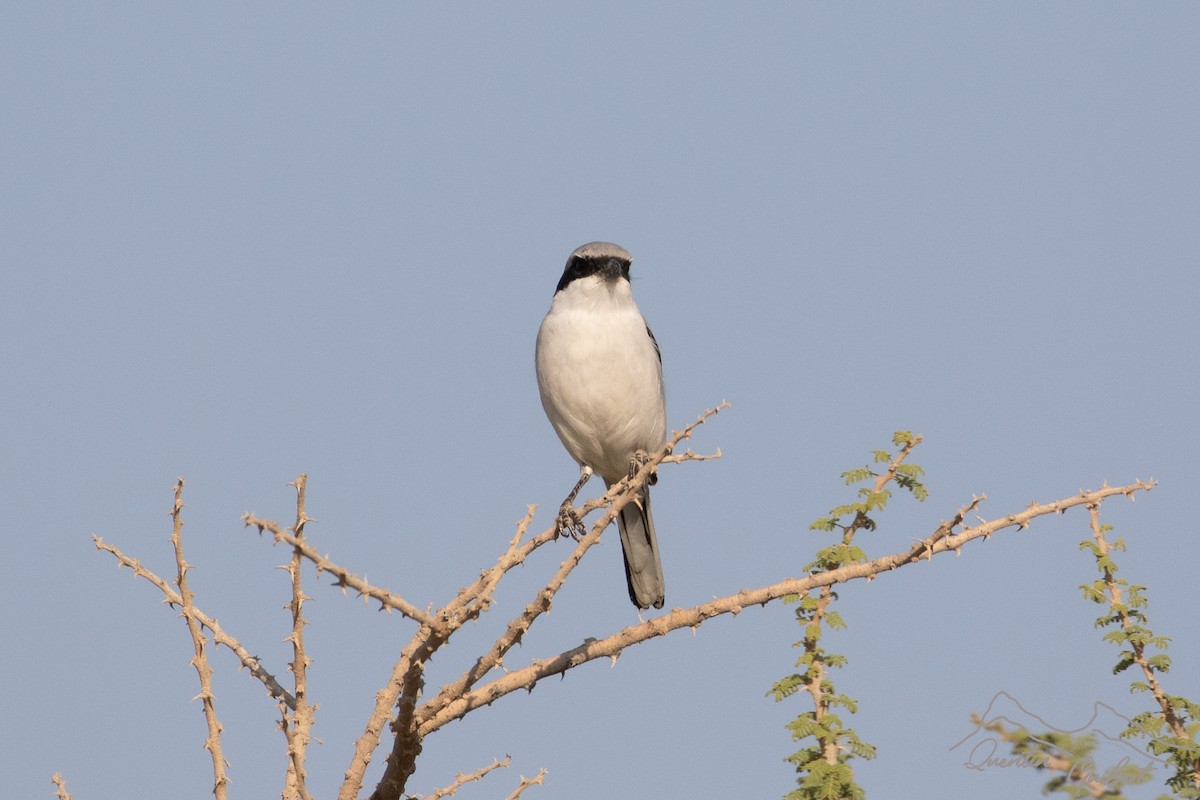 Great Gray Shrike (Arabian) - ML646755001