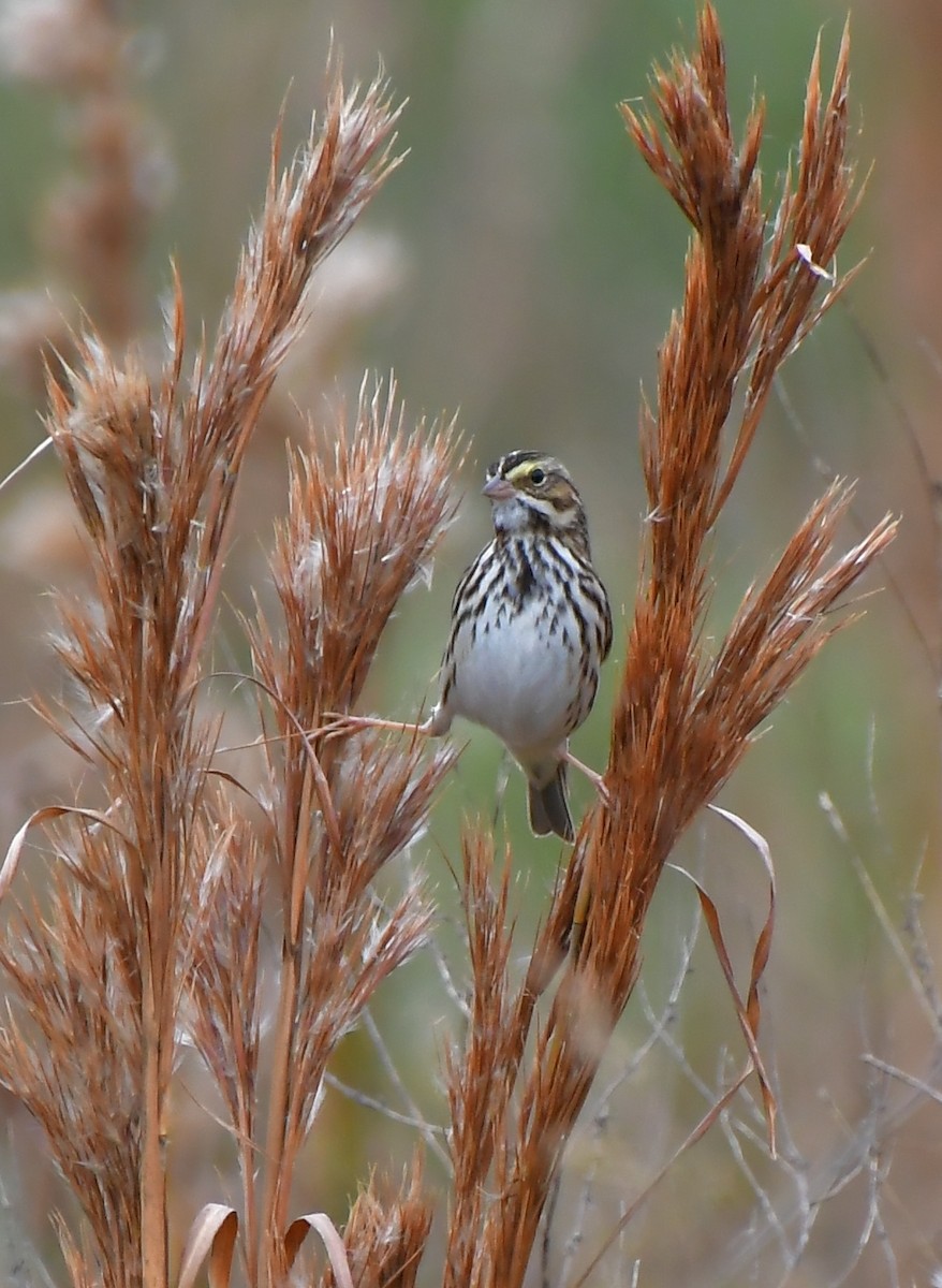 Savannah Sparrow - ML646755002