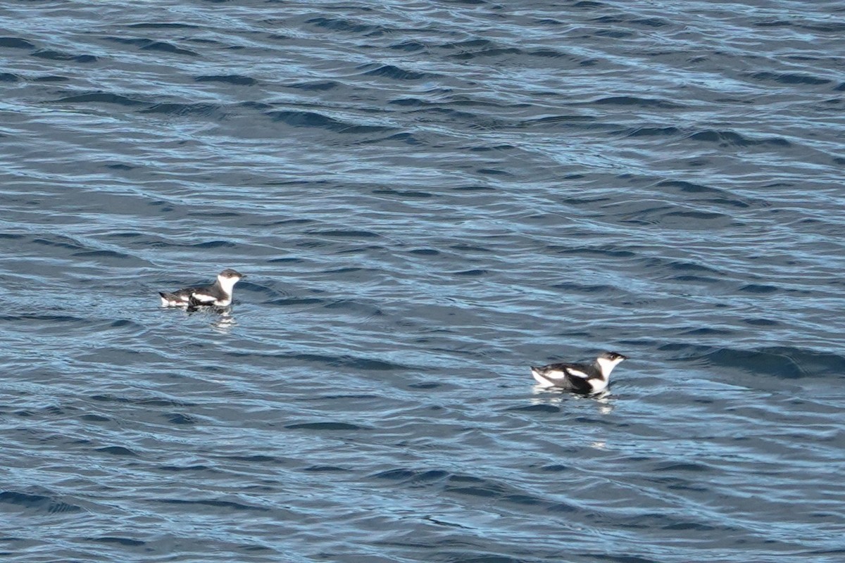 Mérgulo Jaspeado Americano - ML646755003