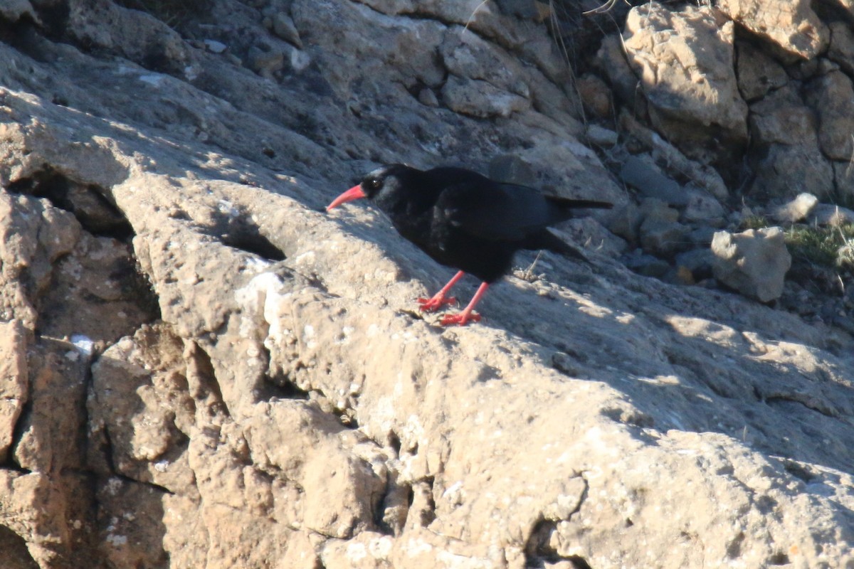 Red-billed Chough - ML646755005