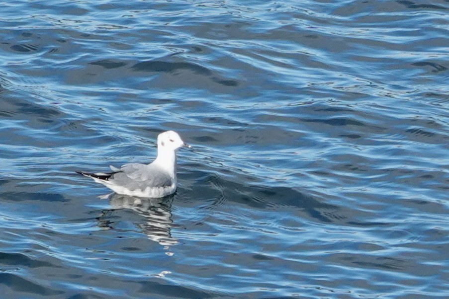 Gaviota de Bonaparte - ML646755006
