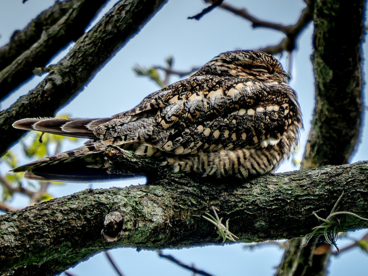 Lesser Nighthawk - ML646755007