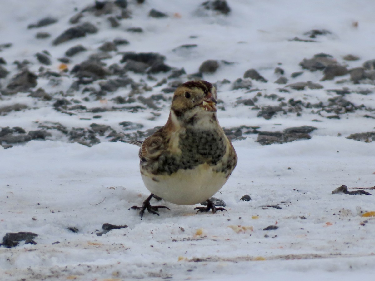 Lapland Longspur - ML646755008