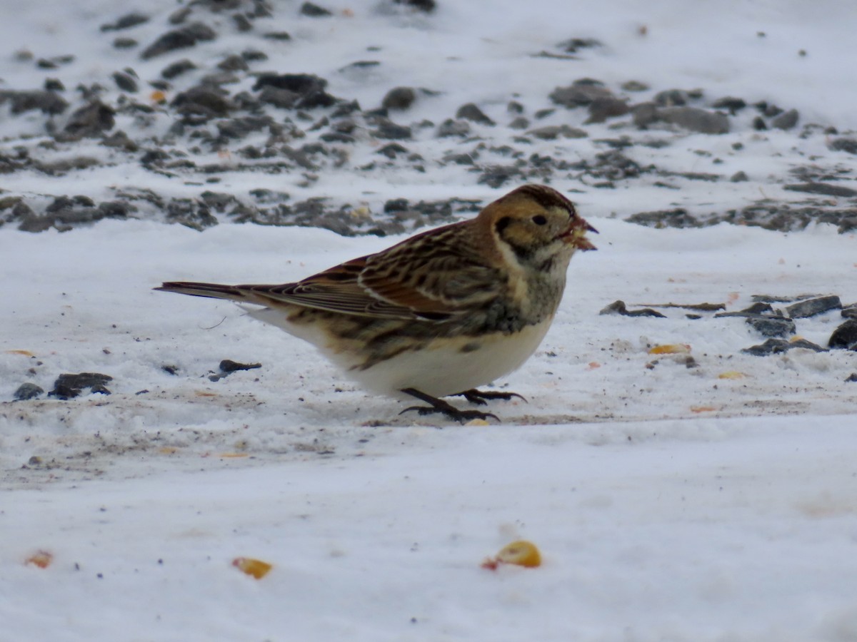 Lapland Longspur - ML646755009