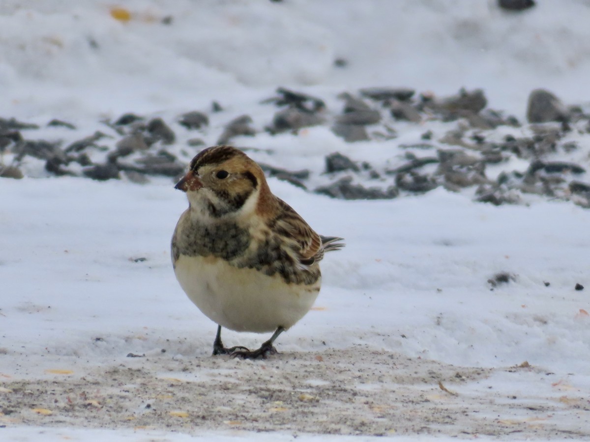 Lapland Longspur - ML646755010