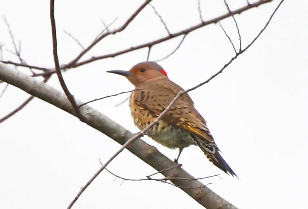 Декол золотистий - ML646755011