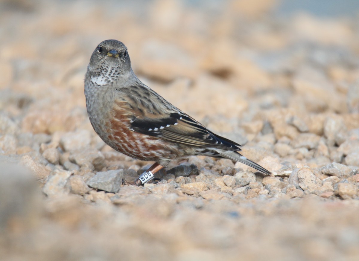 Alpine Accentor - ML646755018