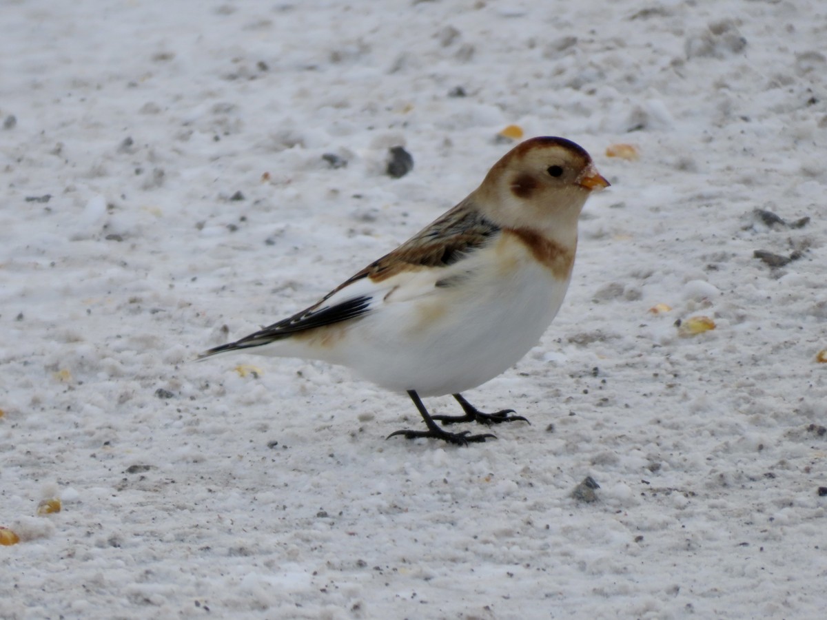 Snow Bunting - ML646755019