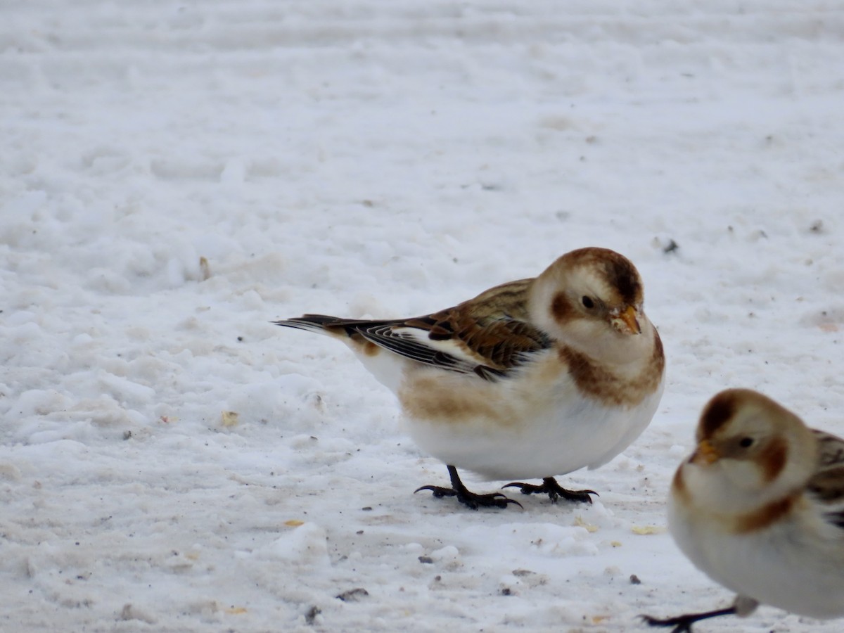 Snow Bunting - ML646755020