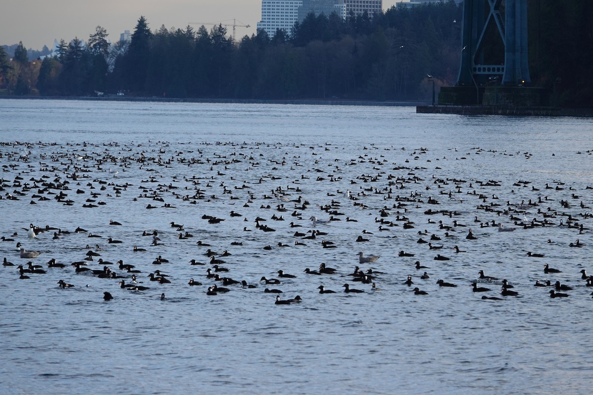 Negrón Careto - ML646755021