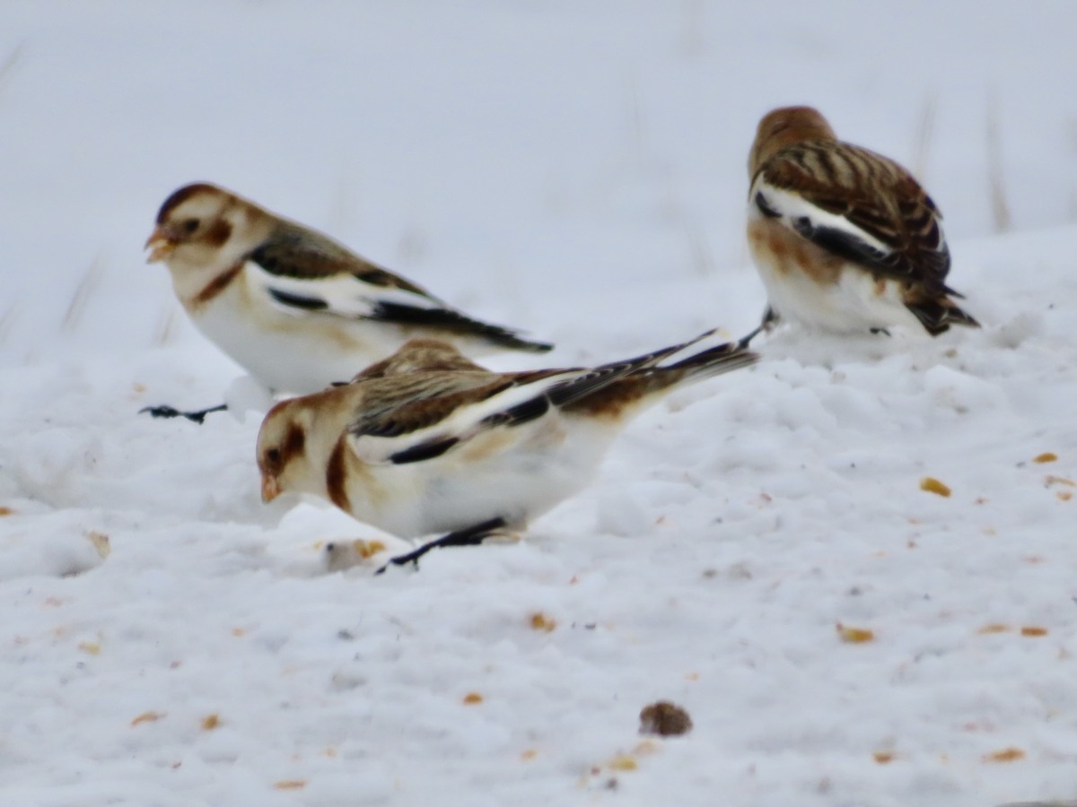 Snow Bunting - ML646755022