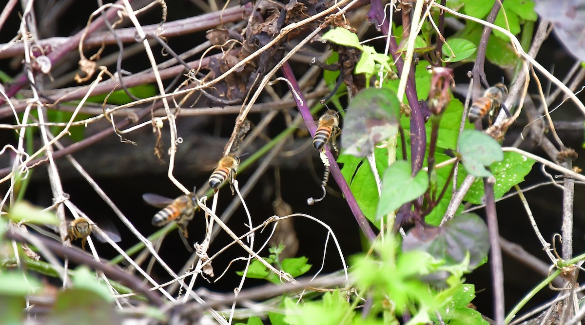 Abejas melíferas - ML646755030