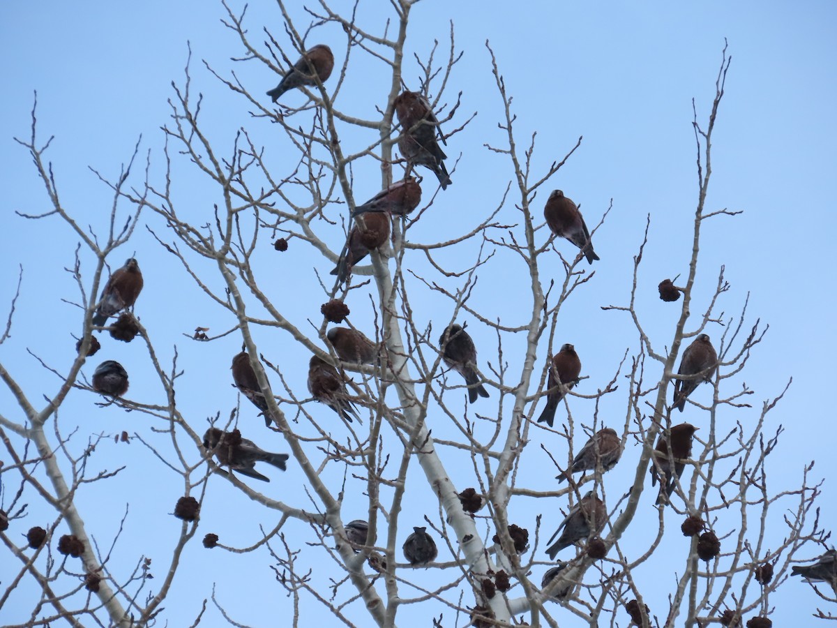 Gray-crowned Rosy-Finch (Gray-crowned) - ML646755031