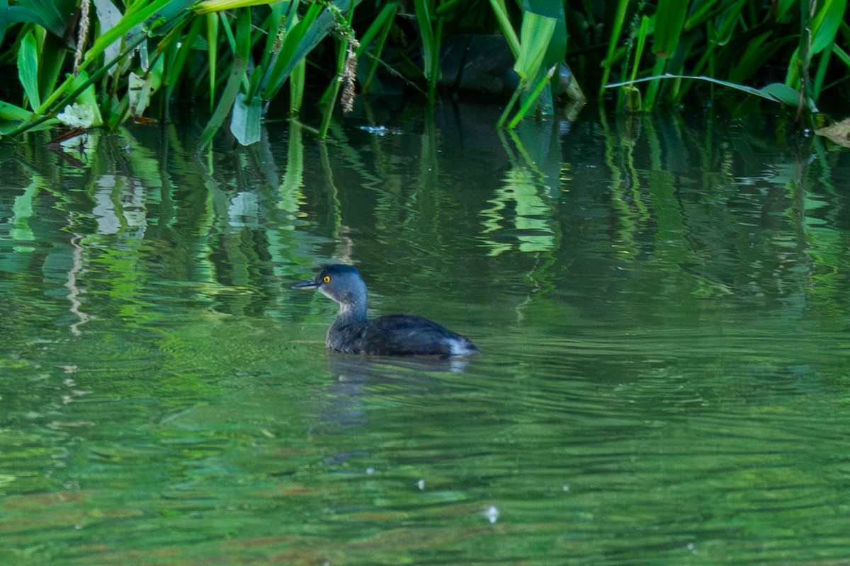 Least Grebe - ML646755033