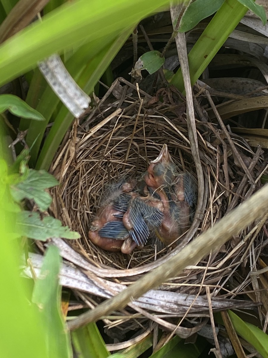 Tordo Amarillo - ML646755034